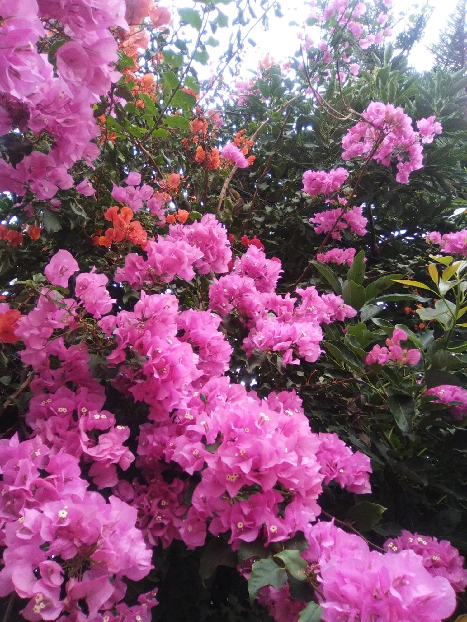 Mar De Flores Vega de San Mateo Bagian luar foto